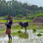 Children plant rice in a field in southern Madagascar.