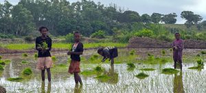 Children plant rice in a field in southern Madagascar.
