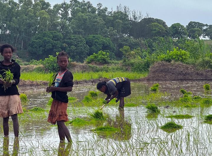 Children plant rice in a field in southern Madagascar.